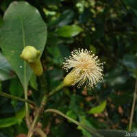 Syzygium aromaticum (L.) Merr. & L.M.Perry